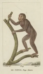 Pongo (Orang-Utan)